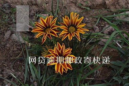 网贷逾期邮政寄快递 网贷逾期邮政寄快递