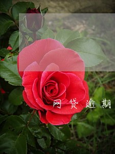网贷逾期部分 网贷逾期部分