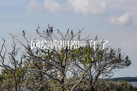 网贷逾期都一年了 网贷逾期都一年了