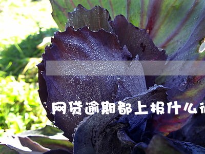 网贷逾期都上报什么征信 网贷逾期都上报什么征信