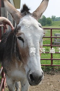 网贷逾期都不接电话会怎么样 网贷逾期都不接电话会怎么样