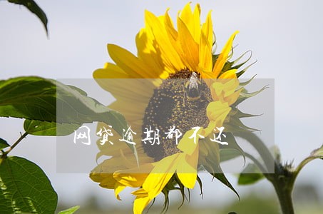 网贷逾期都不还 网贷逾期都不还