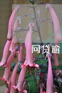 网贷逾期都还了征信会好吗 网贷逾期都还了征信会好吗