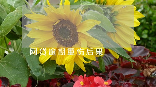 网贷逾期重伤后果 网贷逾期重伤后果