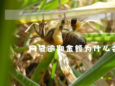 网贷逾期金额为什么会涨