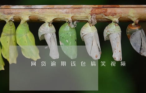 网贷逾期钱包搞笑视频 网贷逾期钱包搞笑视频