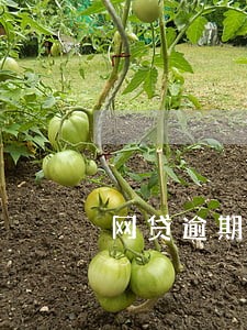 网贷逾期银行会催款吗 网贷逾期银行会催款吗