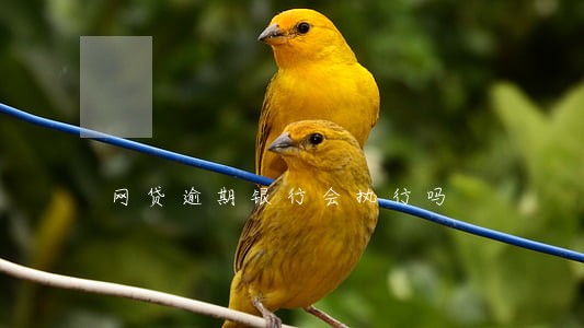 网贷逾期银行会执行吗 网贷逾期银行会执行吗
