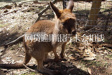 网贷逾期银行卡会扣钱 网贷逾期银行卡会扣钱