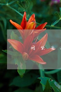 网贷逾期银行卡会被冻结吗 网贷逾期银行卡会被冻结吗