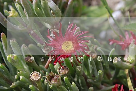 网贷逾期银行卡冻结多久能解封 网贷逾期银行卡冻结多久能解封