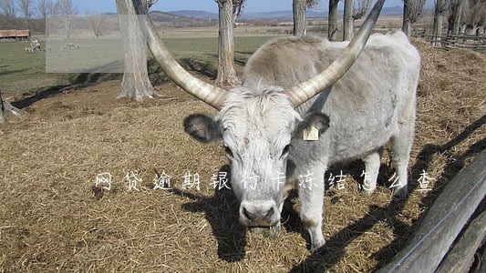 网贷逾期银行卡冻结怎么查 网贷逾期银行卡冻结怎么查