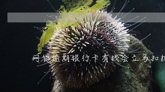 网贷逾期银行卡有钱会立马扣掉嘛 网贷逾期银行卡有钱会立马扣掉嘛