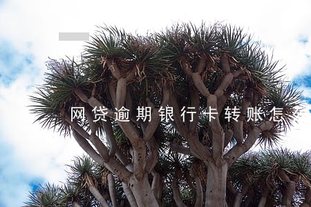 网贷逾期银行卡转账怎么处理 网贷逾期银行卡转账怎么处理