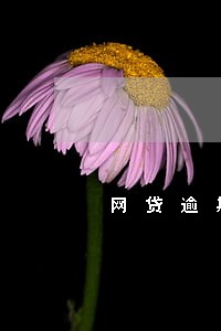 网贷逾期长了可以只还剩余本金吗 网贷逾期长了可以只还剩余本金吗