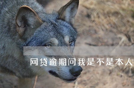 网贷逾期问我是不是本人 网贷逾期问我是不是本人