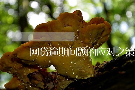 网贷逾期问题的应对之策