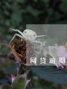 网贷逾期限制高消费吗 网贷逾期限制高消费吗