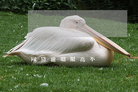 网贷逾期限高不 网贷逾期限高不