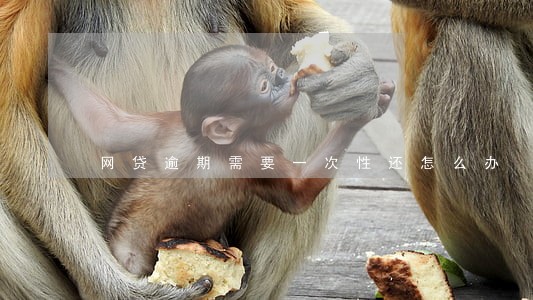 网贷逾期需要一次性还怎么办 网贷逾期需要一次性还怎么办