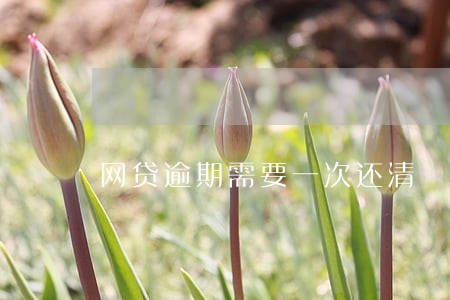 网贷逾期需要一次还清 网贷逾期需要一次还清