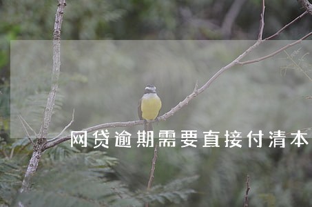 网贷逾期需要直接付清本金吗 网贷逾期需要直接付清本金吗
