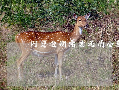 网贷逾期需要还清全部欠款 网贷逾期需要还清全部欠款
