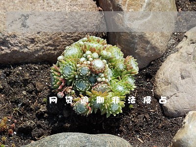 网贷逾期非法侵占 网贷逾期非法侵占