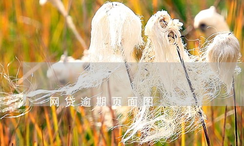 网贷逾期页面图