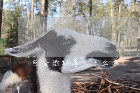 网贷逾期骂人怎么办 网贷逾期骂人怎么办