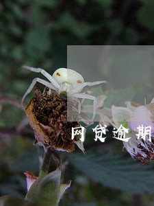 网贷逾期骂通讯录的人 网贷逾期骂通讯录的人