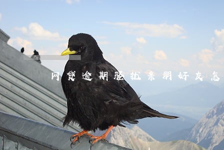 网贷逾期骚扰亲朋好友怎么投诉 网贷逾期骚扰亲朋好友怎么投诉