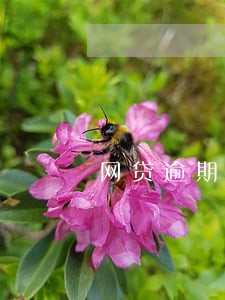 网贷逾期骚扰家人可以报警吗 网贷逾期骚扰家人可以报警吗