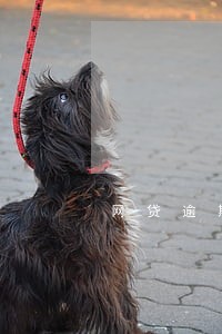 网贷逾期骚扰家人可以电话举报吗 网贷逾期骚扰家人可以电话举报吗