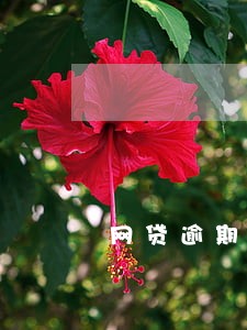 网贷逾期骚扰家人犯什么法 网贷逾期骚扰家人犯什么法