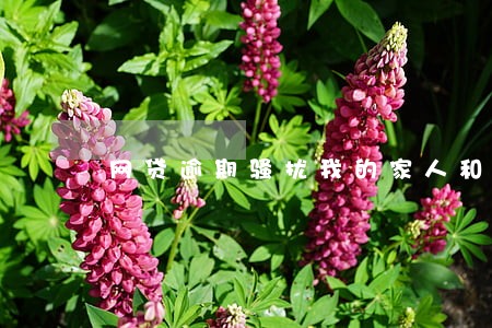 网贷逾期骚扰我的家人和朋友 网贷逾期骚扰我的家人和朋友