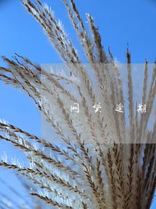 网贷逾期黑户贷款吗 网贷逾期黑户贷款吗