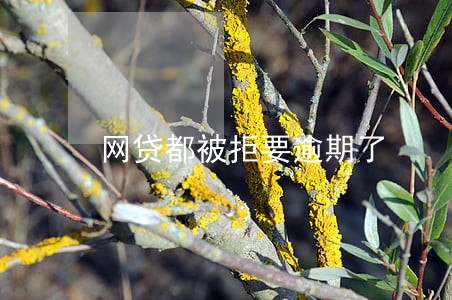 网贷都被拒要逾期了 网贷都被拒要逾期了