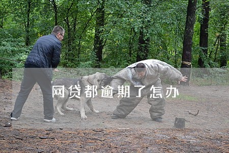 网贷都逾期了怎办 网贷都逾期了怎办