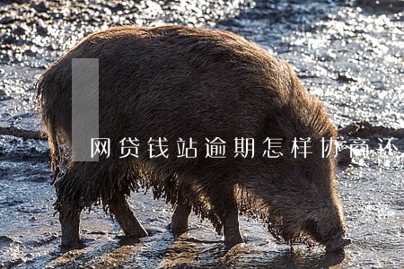 网贷钱站逾期怎样协商还款 网贷钱站逾期怎样协商还款