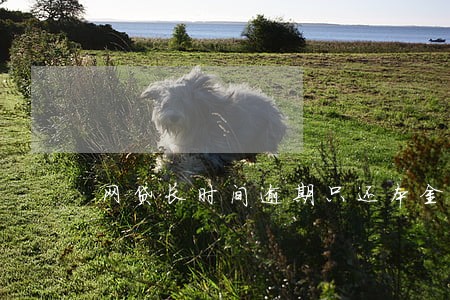 网贷长时间逾期只还本金 网贷长时间逾期只还本金