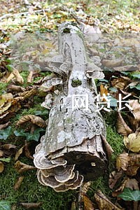 网贷长期逾期构成诈骗罪吗 网贷长期逾期构成诈骗罪吗