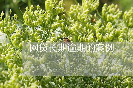 网贷长期逾期的案例 网贷长期逾期的案例