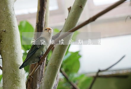 网贷陆续逾期危害 网贷陆续逾期危害