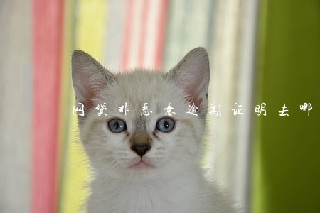网贷非恶意逾期证明去哪里开 网贷非恶意逾期证明去哪里开