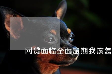 网贷面临全面逾期我该怎么办 网贷面临全面逾期我该怎么办