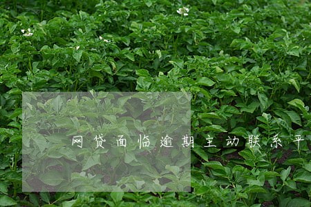 网贷面临逾期主动联系平台 网贷面临逾期主动联系平台