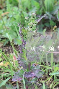 网贷频繁未逾期影响房贷吗 网贷频繁未逾期影响房贷吗