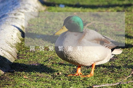 网贷频繁逾期 网贷频繁逾期