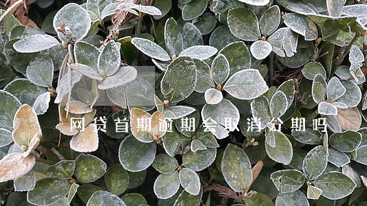 网贷首期逾期会取消分期吗 网贷首期逾期会取消分期吗